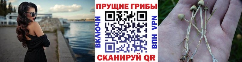 Купить закладки  Туринск  Галлюциногенные грибы Magic Shrooms 
